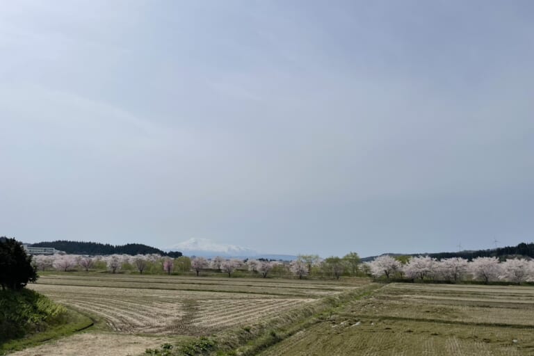 桜並木と鳥海山。