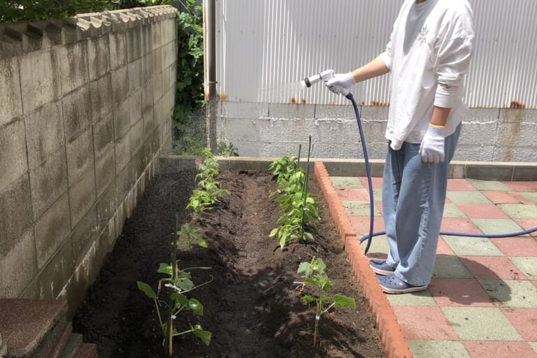 【親和の学生寮】寮母さっちょん農園、拡大中～