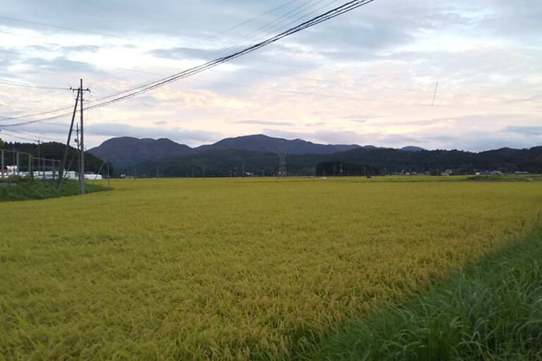 【おーちゃん写真館】黄金色の海