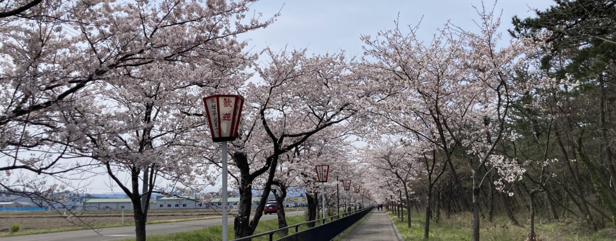 【あや吉の休日】西目の桜ロード