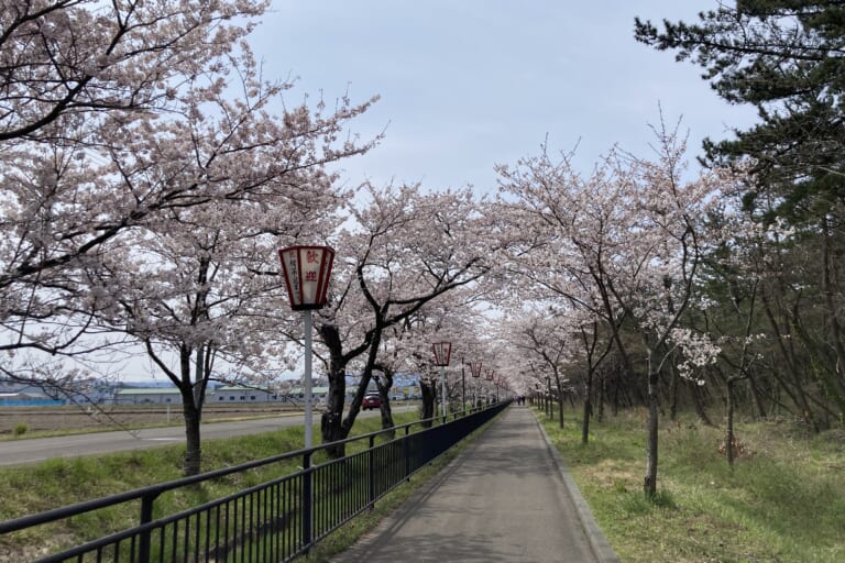 【あや吉の休日】西目の桜ロード